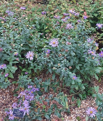 Image of Harvey's Aster