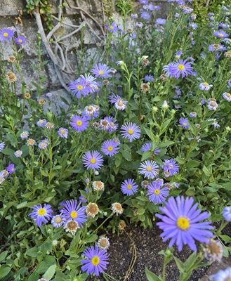 Image of Italian Aster