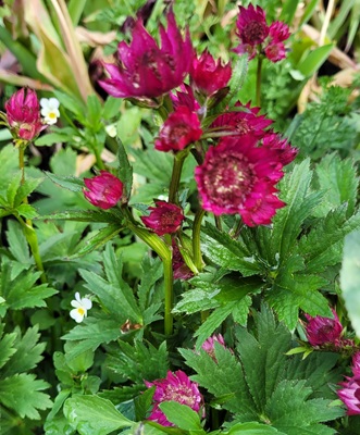 Greater Masterwort