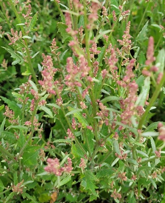 Image of Triangle Orache