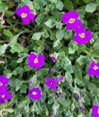 Image of Purple Rock Cress