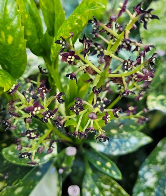 Image of Japanese Laurel