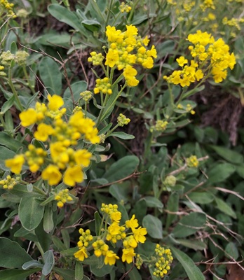 Image of Basket of Gold