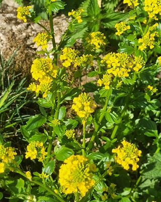 Image of Yellow Rocket