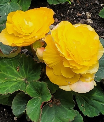 Image of Tuberous Begonia