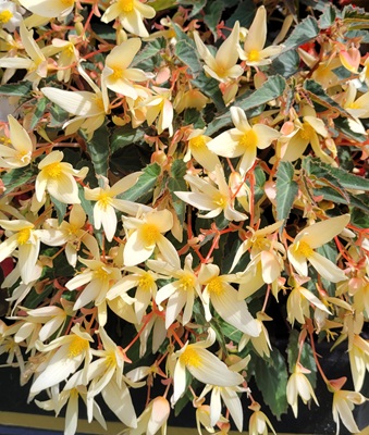 Image of Bolivian Begonia