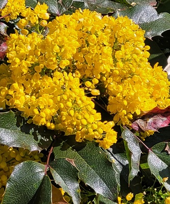 Image of Oregan Grape