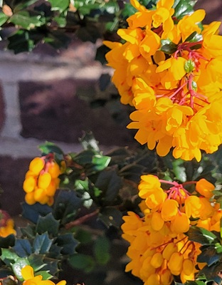 Image of Darwin's Barberry