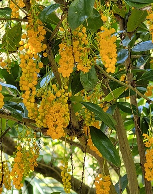 Common Barberry
