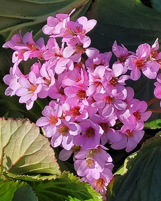 Image of Heartleaf Bergenia