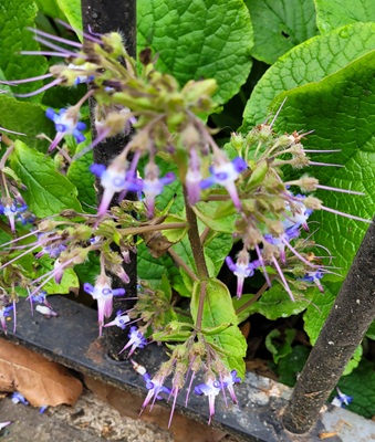 Image of Common Borage