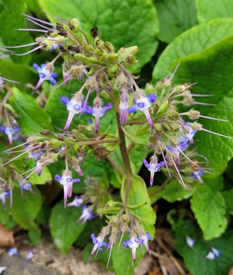 Common Borage