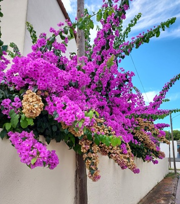 Image of Bourganvillea