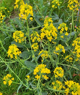 Rapeseed