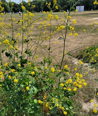 Image of Black Mustard