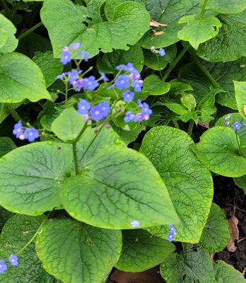 Image of Great Forget-me-not