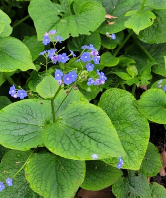 Great Forget-me-not