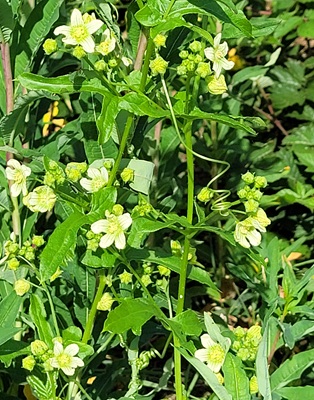 Image of Cretan Bryony