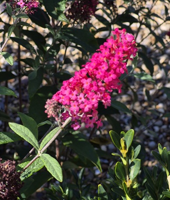 Image of Butterfly Bush