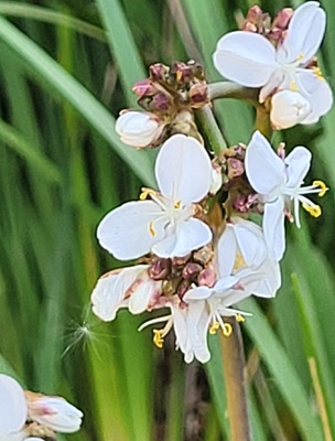Image of Flowering Rush