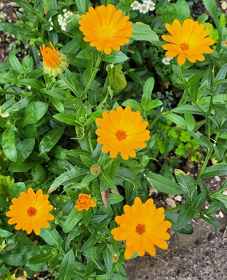 Image of Marigold