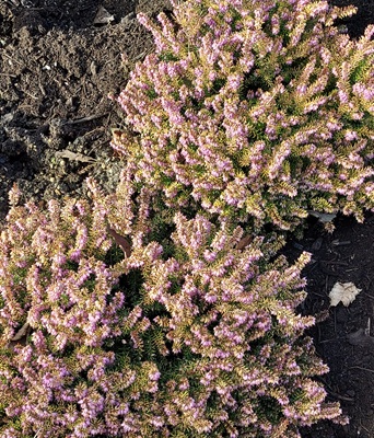 Image of Scotch Heather