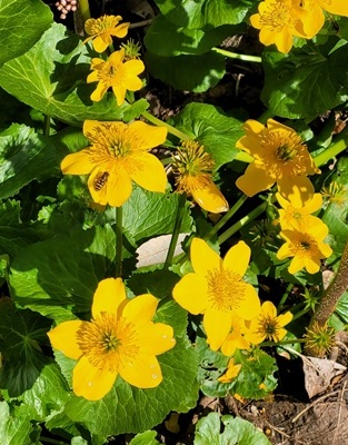 Marsh-marigold