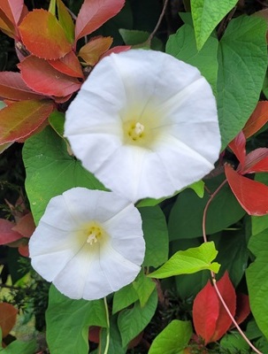 Image of Large Bindweed