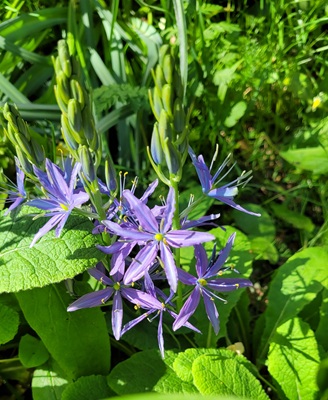 Large Camas