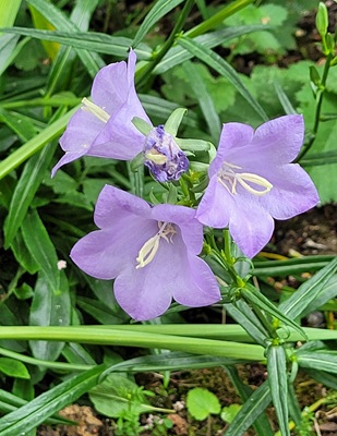 Image of Peach-leaved Bellflower