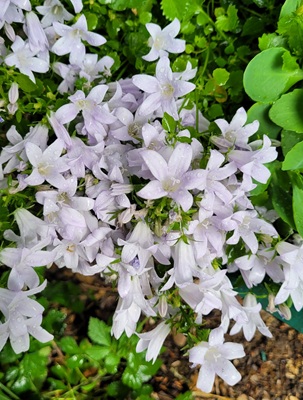 Image of Wall Bellflower