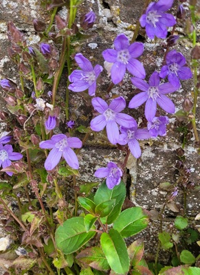 Image of Serbian Bellflower