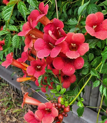 Image of Trumpet Creeper