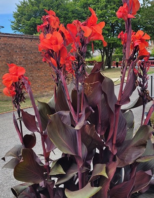 Image of Canna Lily