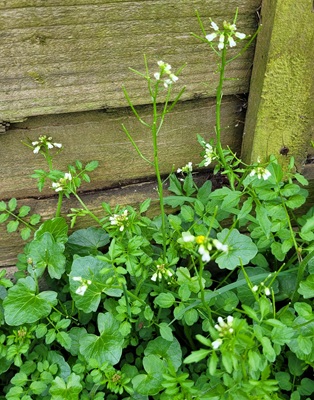 Image of Wavy Bittercress