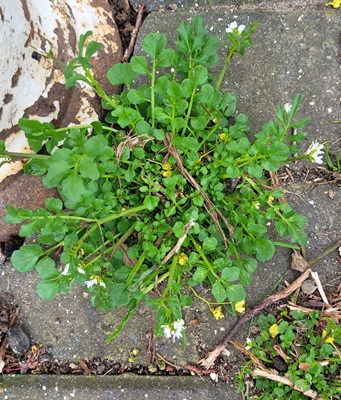 Image of Hairy Bitter-cress