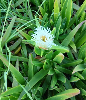 Hottentot-fig