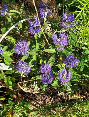 Image of Caryopteris