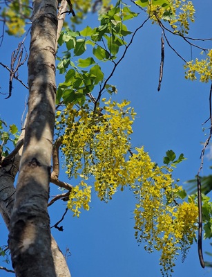 Golden Shower