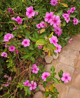 Madagascar Periwinkle