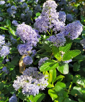 Image of Blueblossom