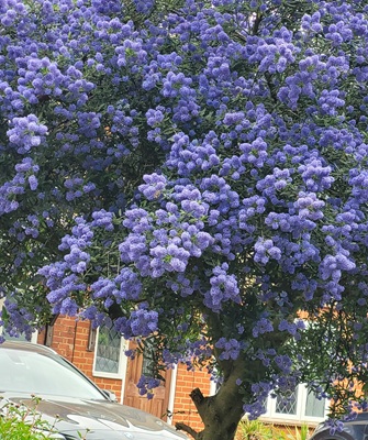 Image of Blue Blossom