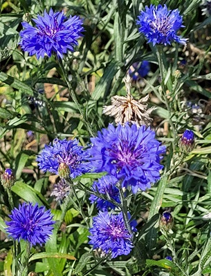 Image of Cornflower