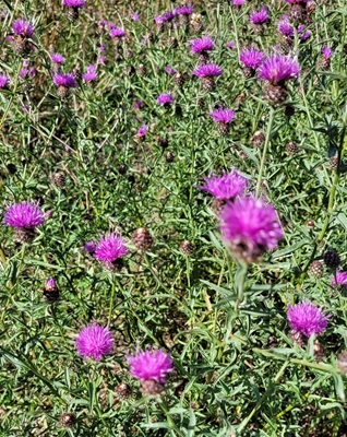 Image of Lesser Knapweed