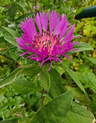 Image of Purple Knapweed