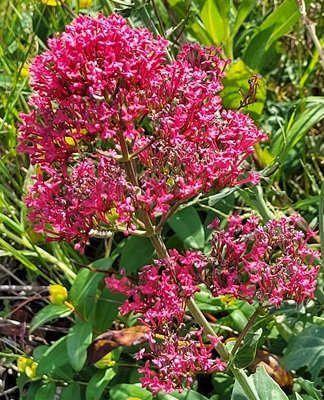 Image of Red Valerian