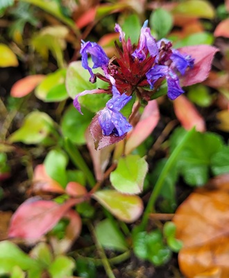 Image of Blue Leadwood