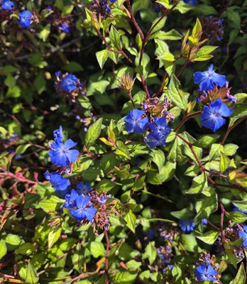 Image of Blue Leadwood