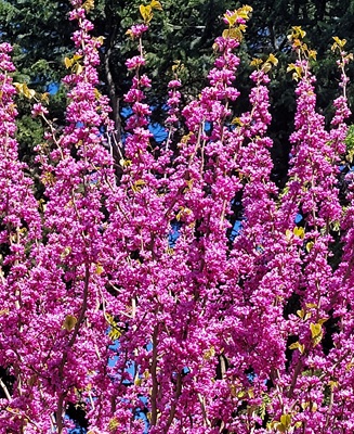 Image of Chinese Redbud