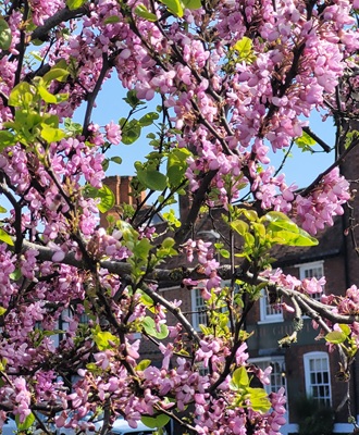 Judas Tree